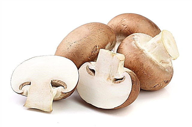 Descrição do cogumelo royal champignon