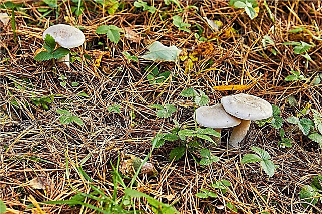 Smoky talker mushroom: description