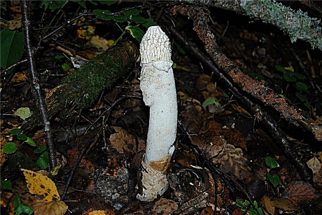 Description of Veselka mushroom