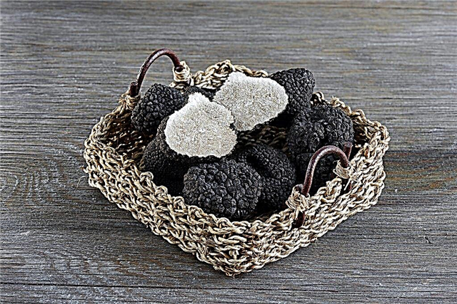 The world's most expensive mushroom truffle