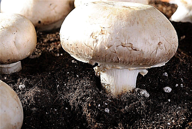 Hoe champignoncompost te maken