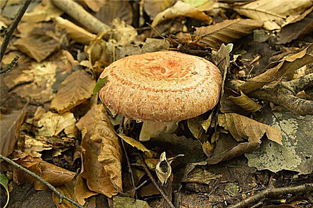 Growing a mushroom volnushka