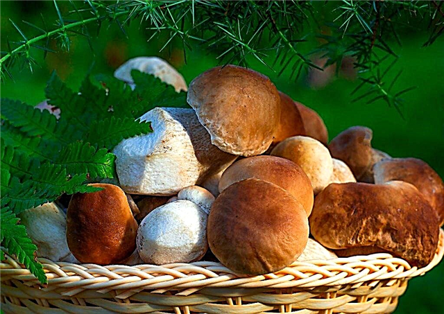 Where to pick mushrooms in the Leningrad region