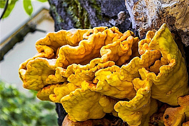 Description of the sulfur-yellow tinder fungus
