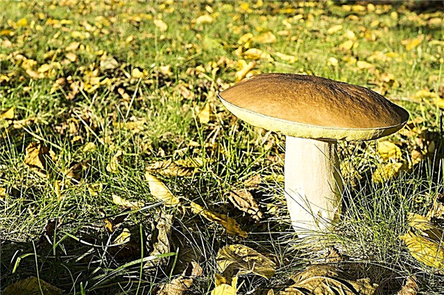 Mushroom picking in the Chelyabinsk region