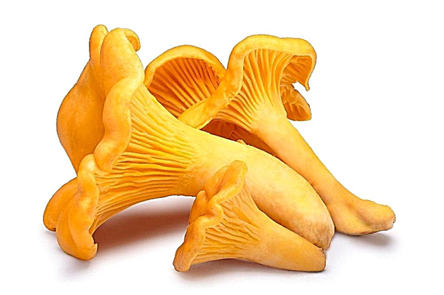 Treatment with chanterelle tincture