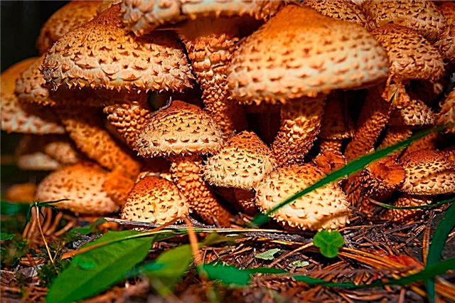How to distinguish false mushrooms
