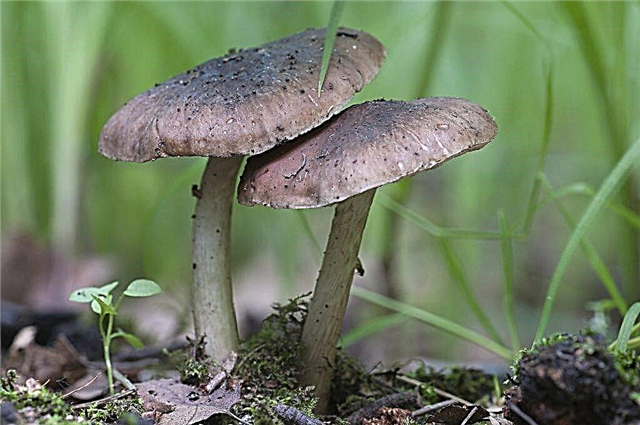 Fungus mushroom and its varieties