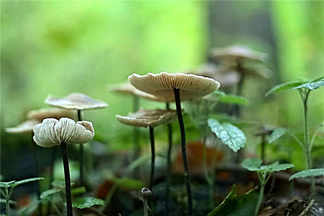 Common garlic mushroom