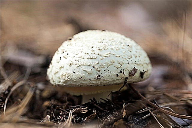 Description du champignon à peau jaune