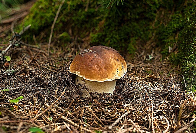 Cogumelos da região de Samara