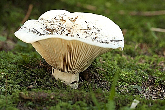 Description of the mushroom peppercorn