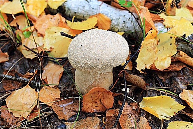 Características e aplicação do cogumelo da capa de chuva