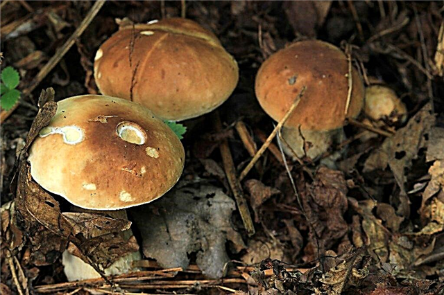 What types of mushrooms grow in the Volgograd region