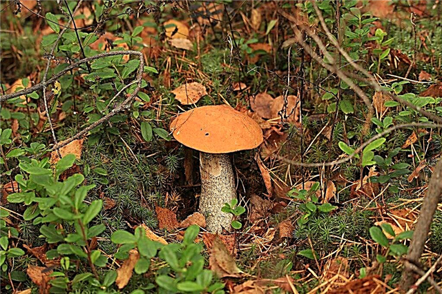 Cogumelos na região de Kirov