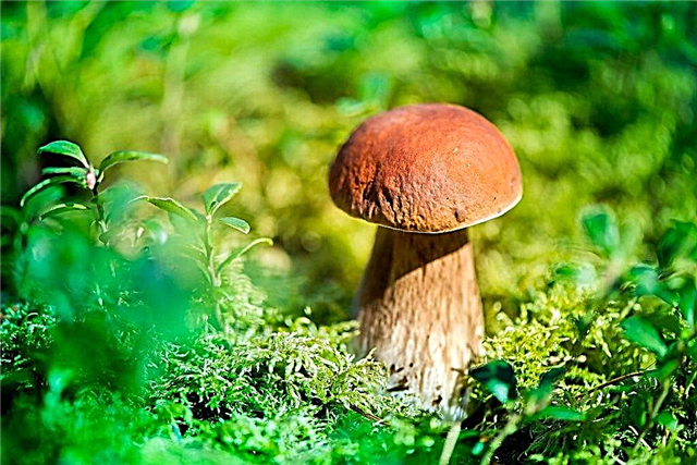 Cogumelos em Ryazan