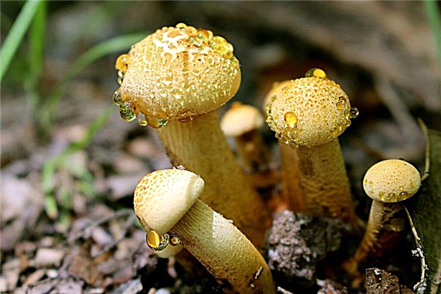 Description of the mushroom spiderweb yellow