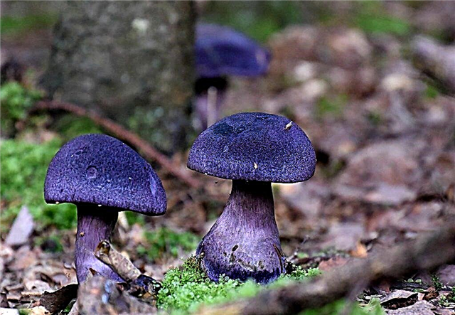 Purple spiderweb mushroom