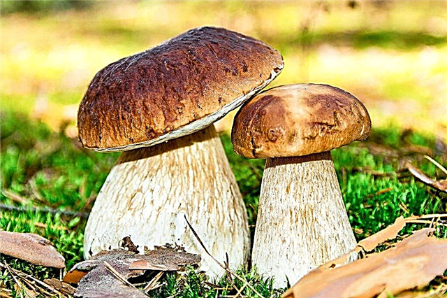 Que cogumelos crescem na região de Tula