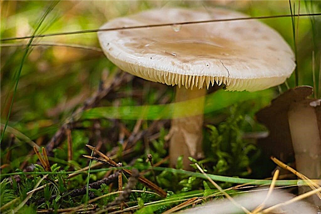 Mushrooms Millers