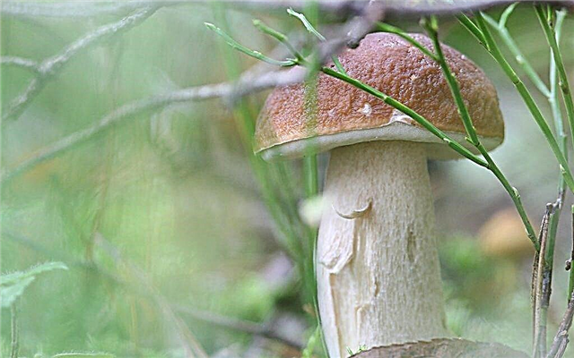 Cogumelos na região de Tver
