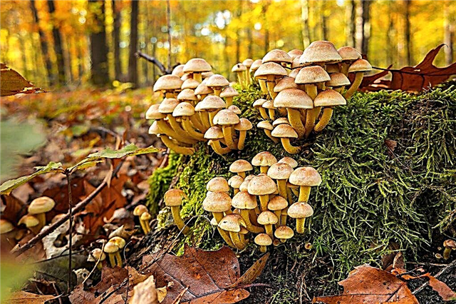 Cogumelos de outono