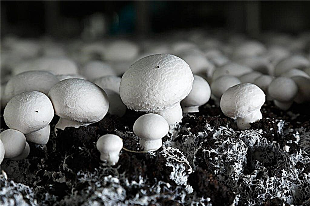 Home cultivation of champignons