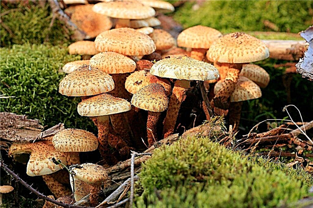 Características dos cogumelos 
