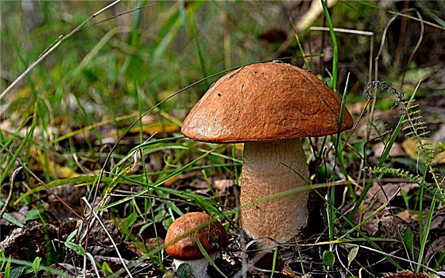 Que cogumelos são coletados no território de Stavropol
