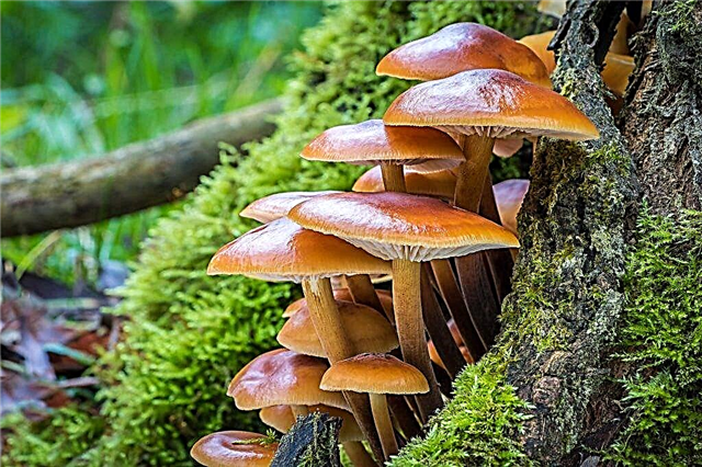 Talvise mee seene (flammulina) omadused