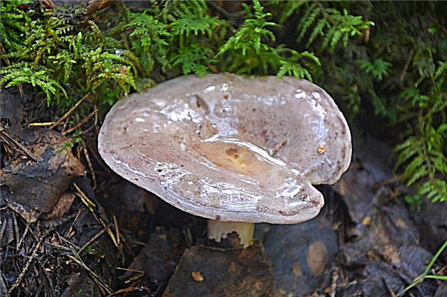 Beschrijving van de paddenstoelen serushka