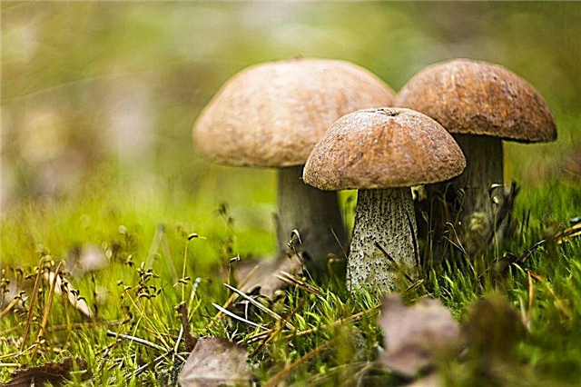 Mushroom picking in the Belgorod region