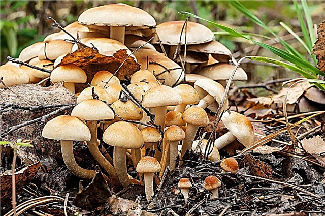 Characteristics of the autumn mushroom