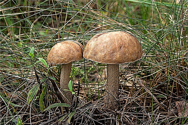 Cogumelos na região de Omsk