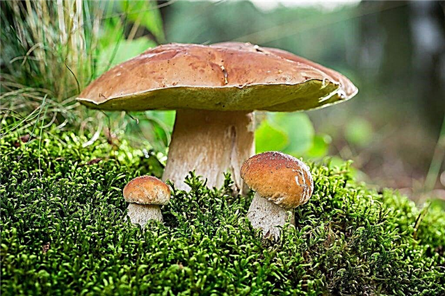 What is a mushroom mushroom