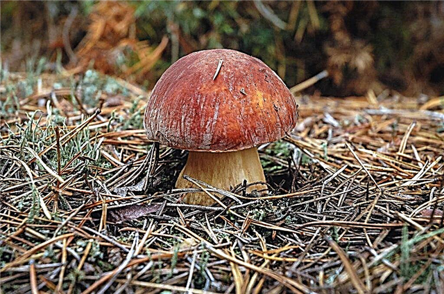 Mushroom picking in the Saratov region