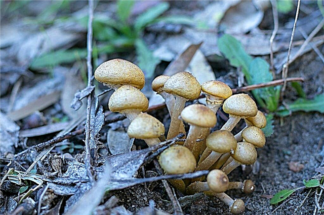 Colheita de cogumelos na região de Vladimir
