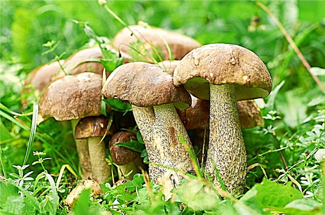Pemetikan jamur pada bulan Agustus