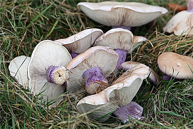 À quoi ressemblent les champignons bluefoot?