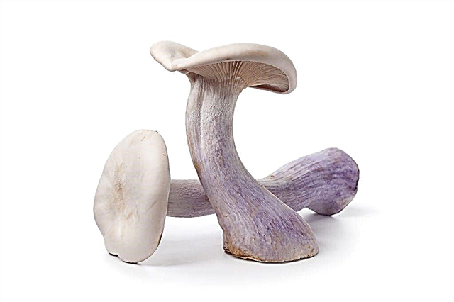 Beskrivelse af svampen ryadovka lilla