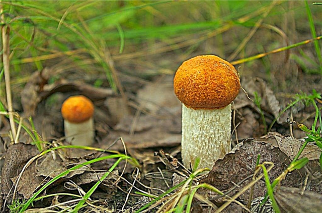 Mushrooms of the Lipetsk region