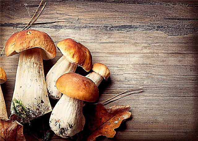 Valui mushroom