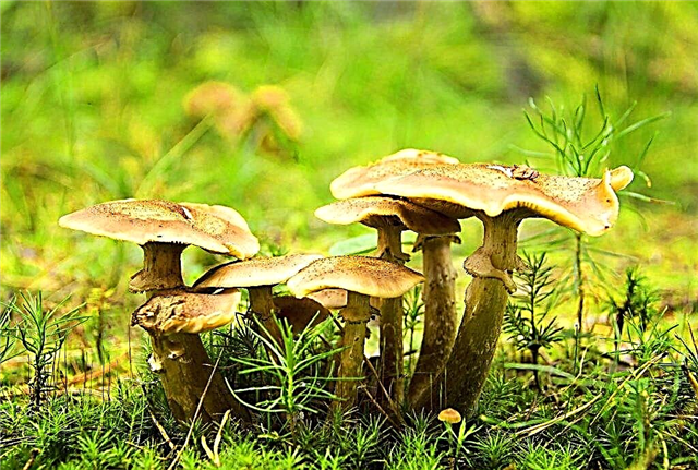 Features of meadow mushroom