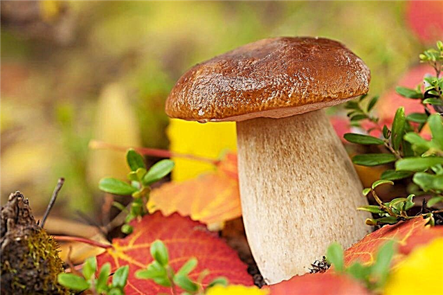 Cogumelos em setembro