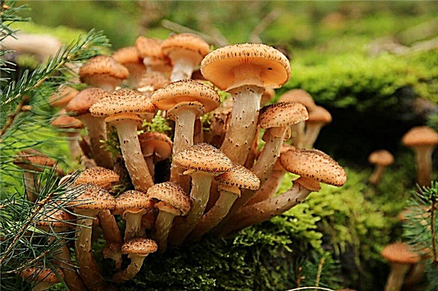 How long honey mushrooms grow