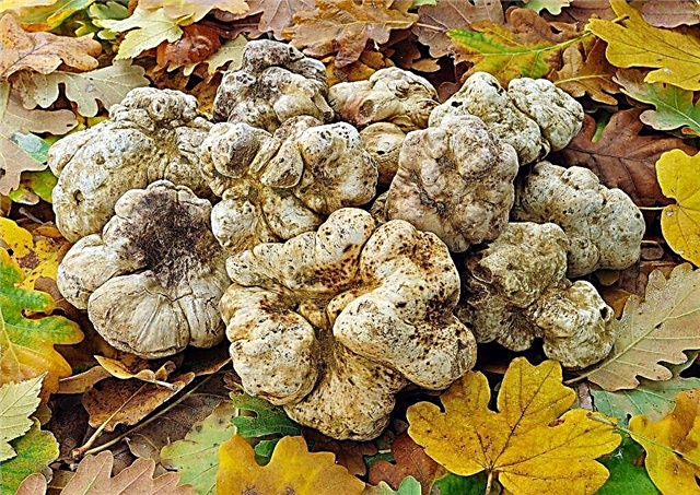 Features of white truffle
