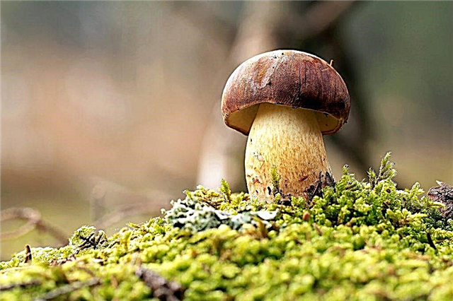 What mushrooms grow in October