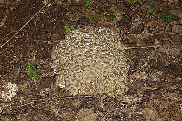 Description of the mushroom ram