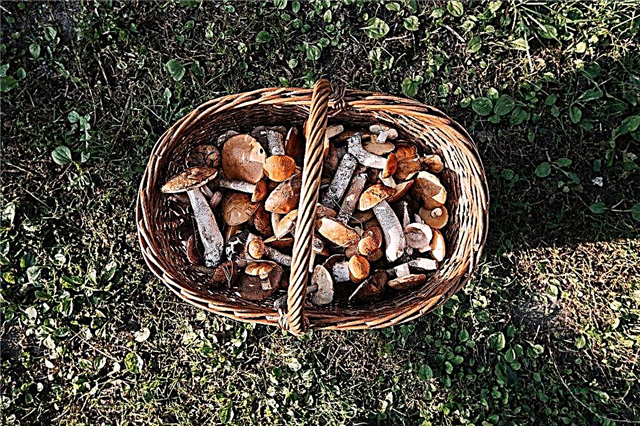What mushrooms grow in June