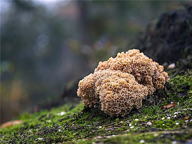 Characteristics of the mushroom sparassis curly